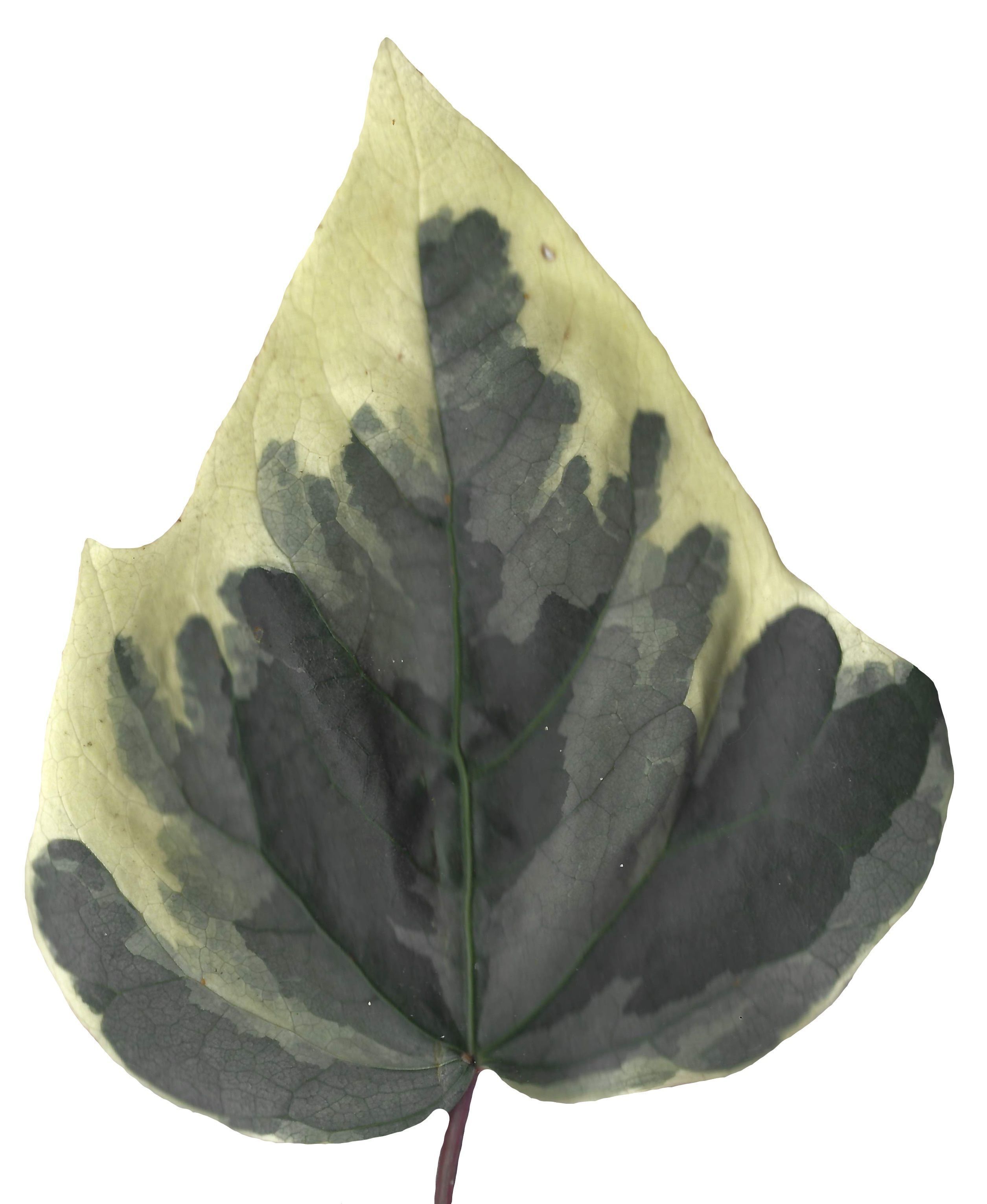 English Ivy Texture Pack - 17 Textures Texture_9