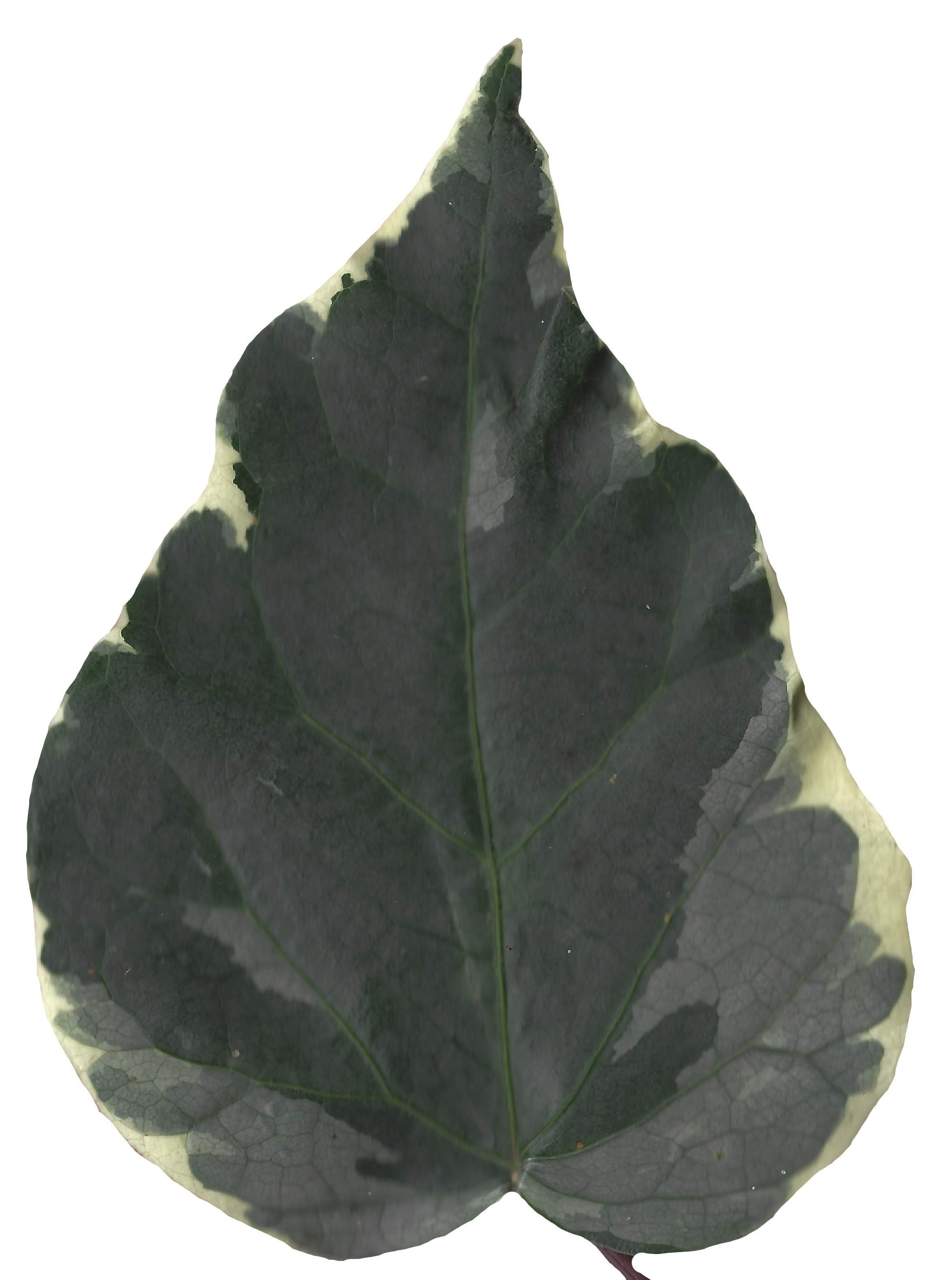 English Ivy Texture Pack - 17 Textures Texture_1