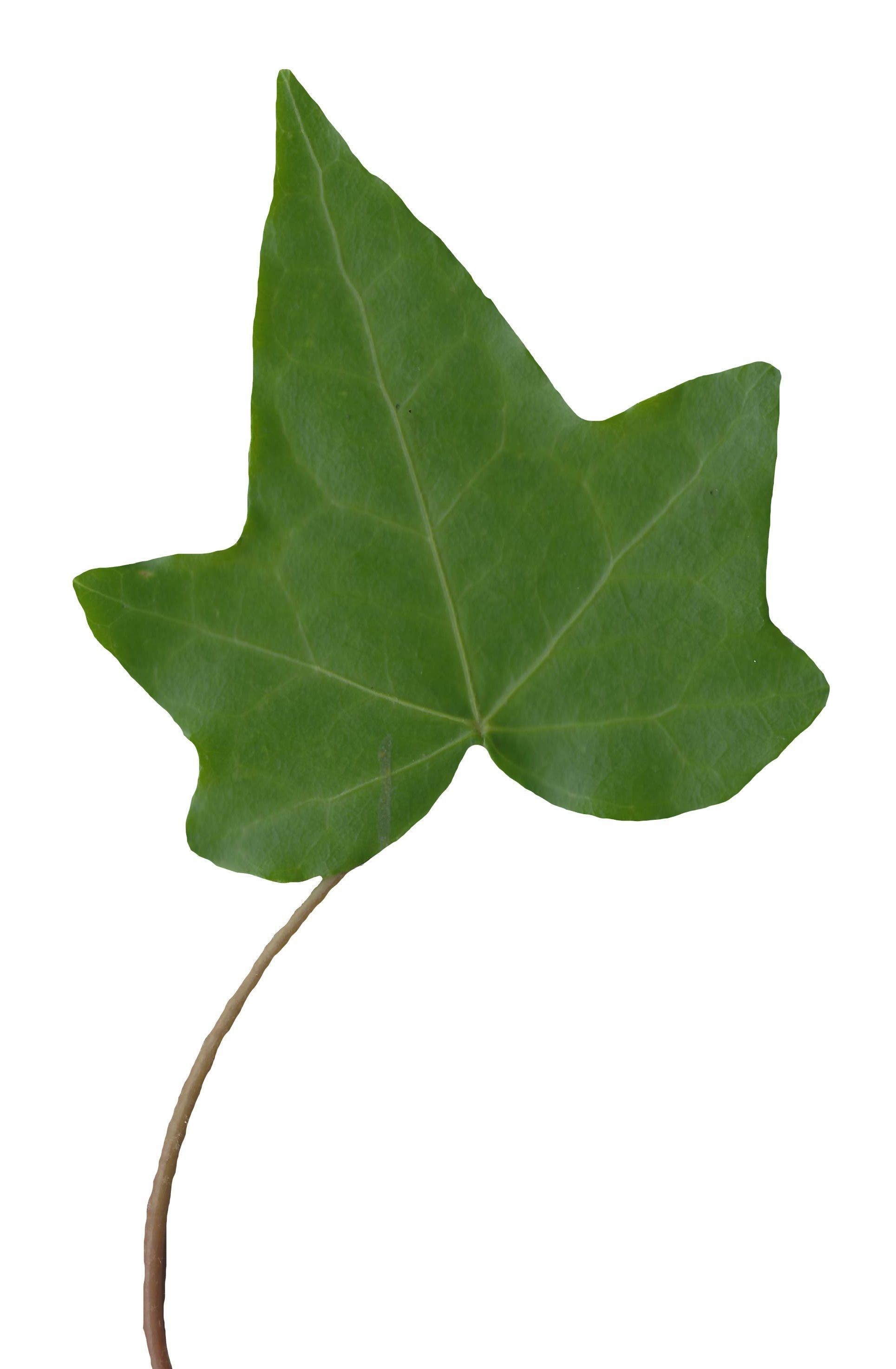 English Ivy Texture Pack - 17 Textures Texture_8
