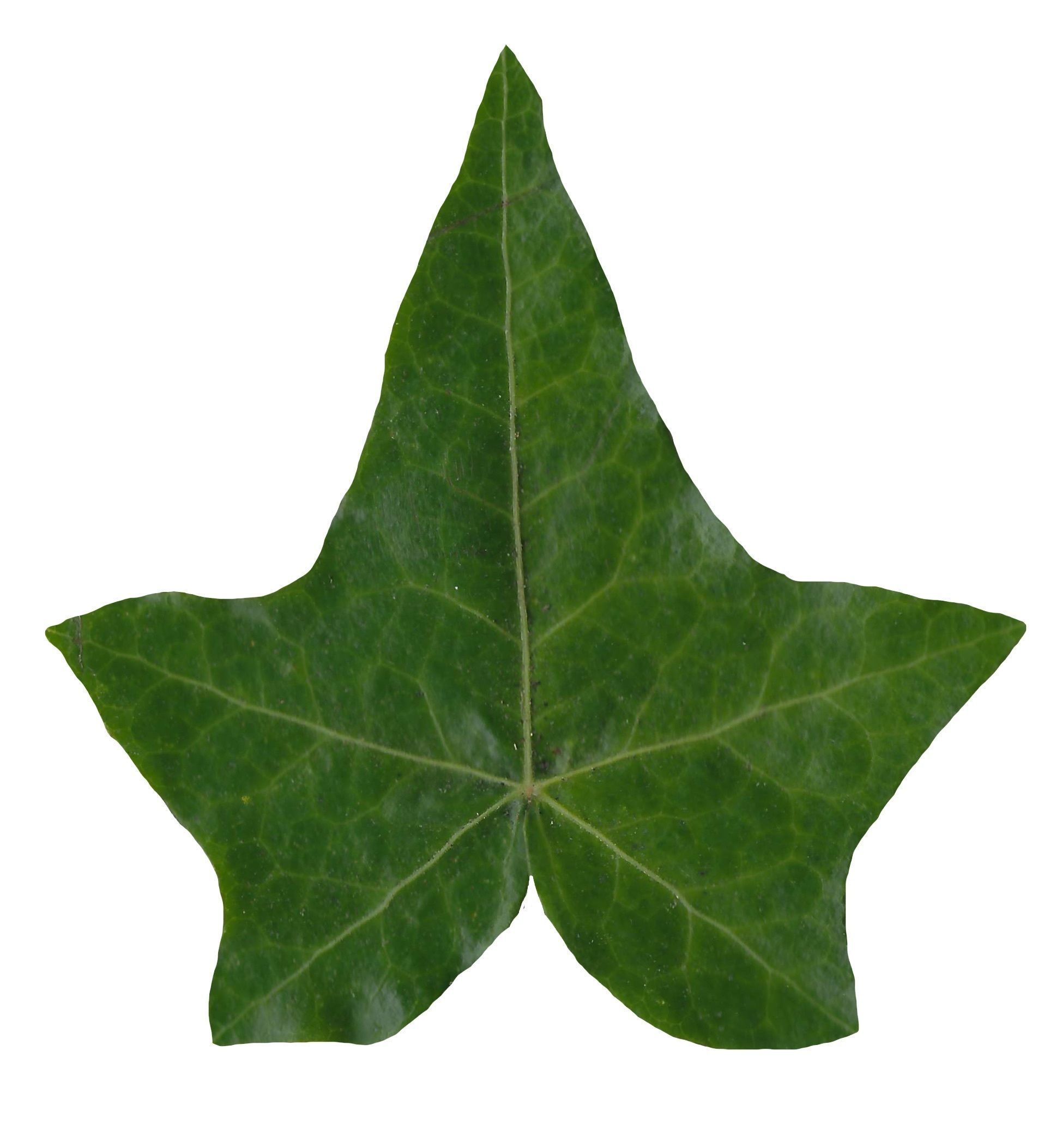 English Ivy Texture Pack - 17 Textures Texture_15