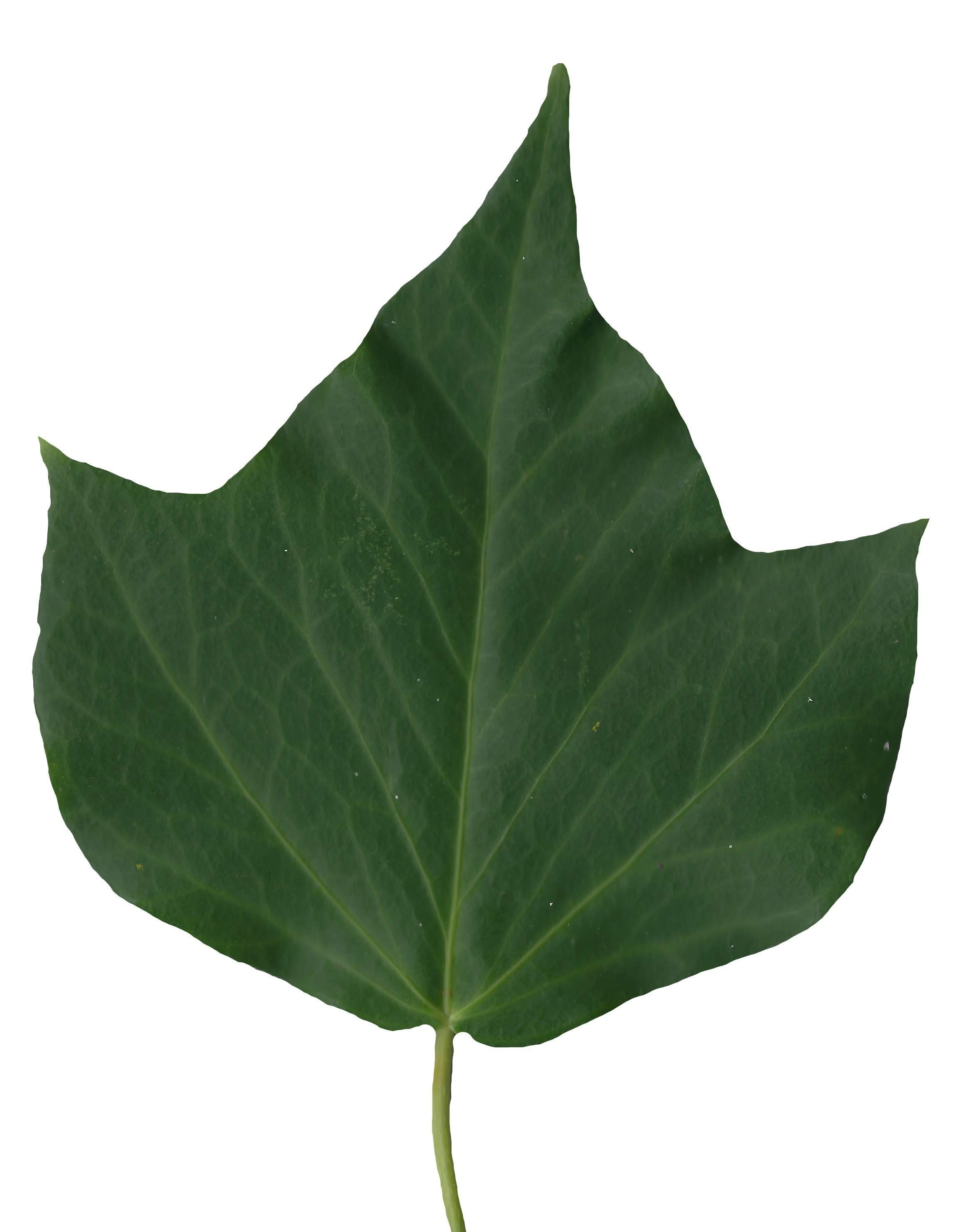 English Ivy Texture Pack - 17 Textures Texture_12