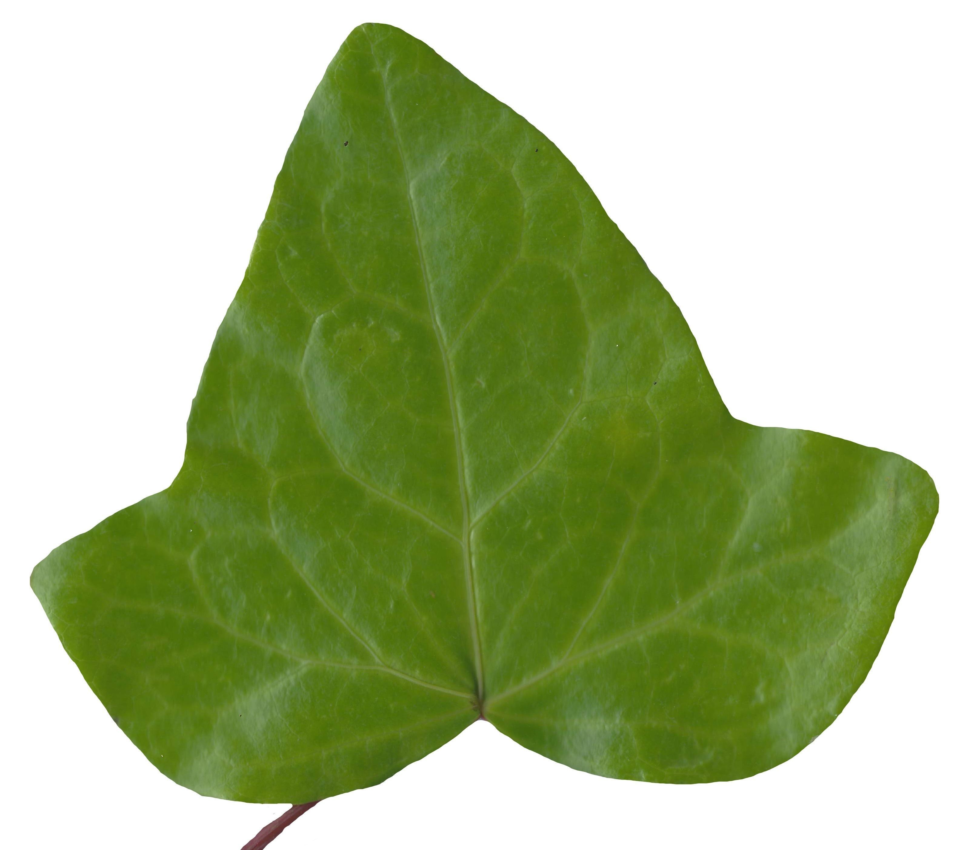 English Ivy Texture Pack - 17 Textures Texture_7
