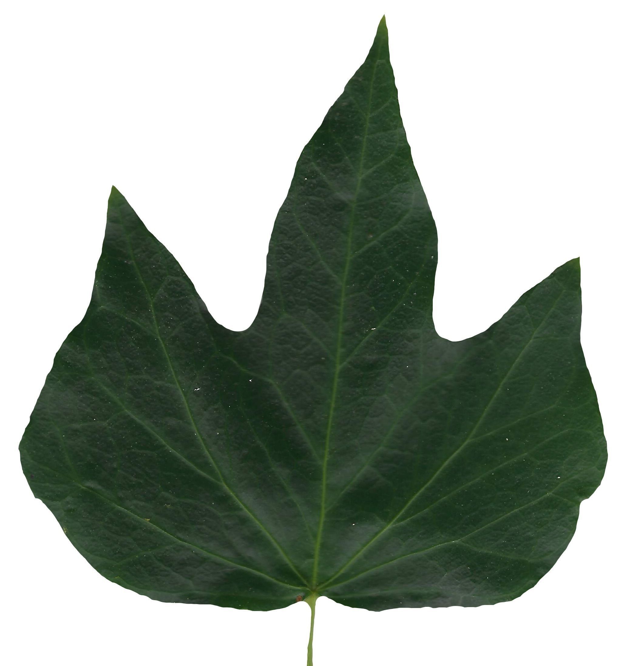 English Ivy Texture Pack - 17 Textures Texture_11