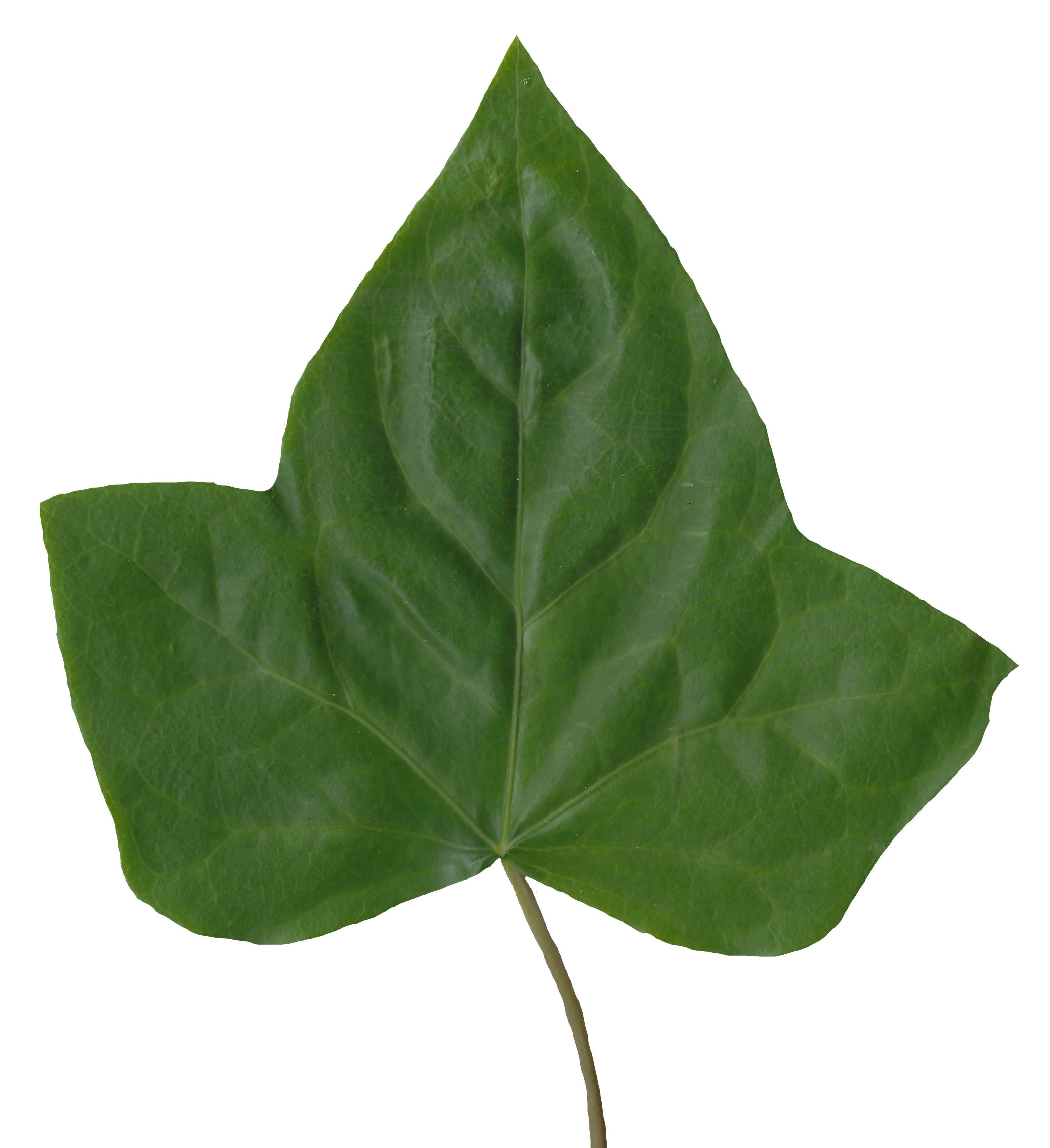 English Ivy Texture Pack - 17 Textures Texture_5