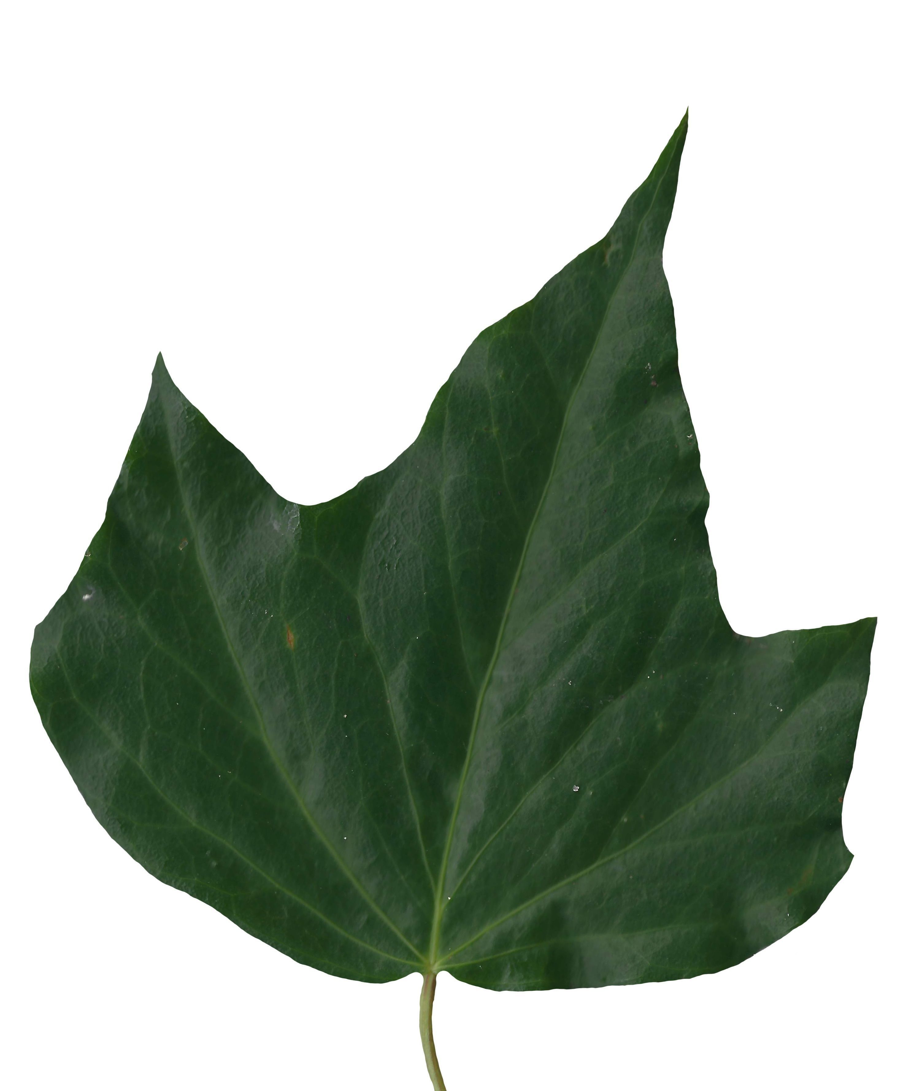 English Ivy Texture Pack - 17 Textures Texture_13
