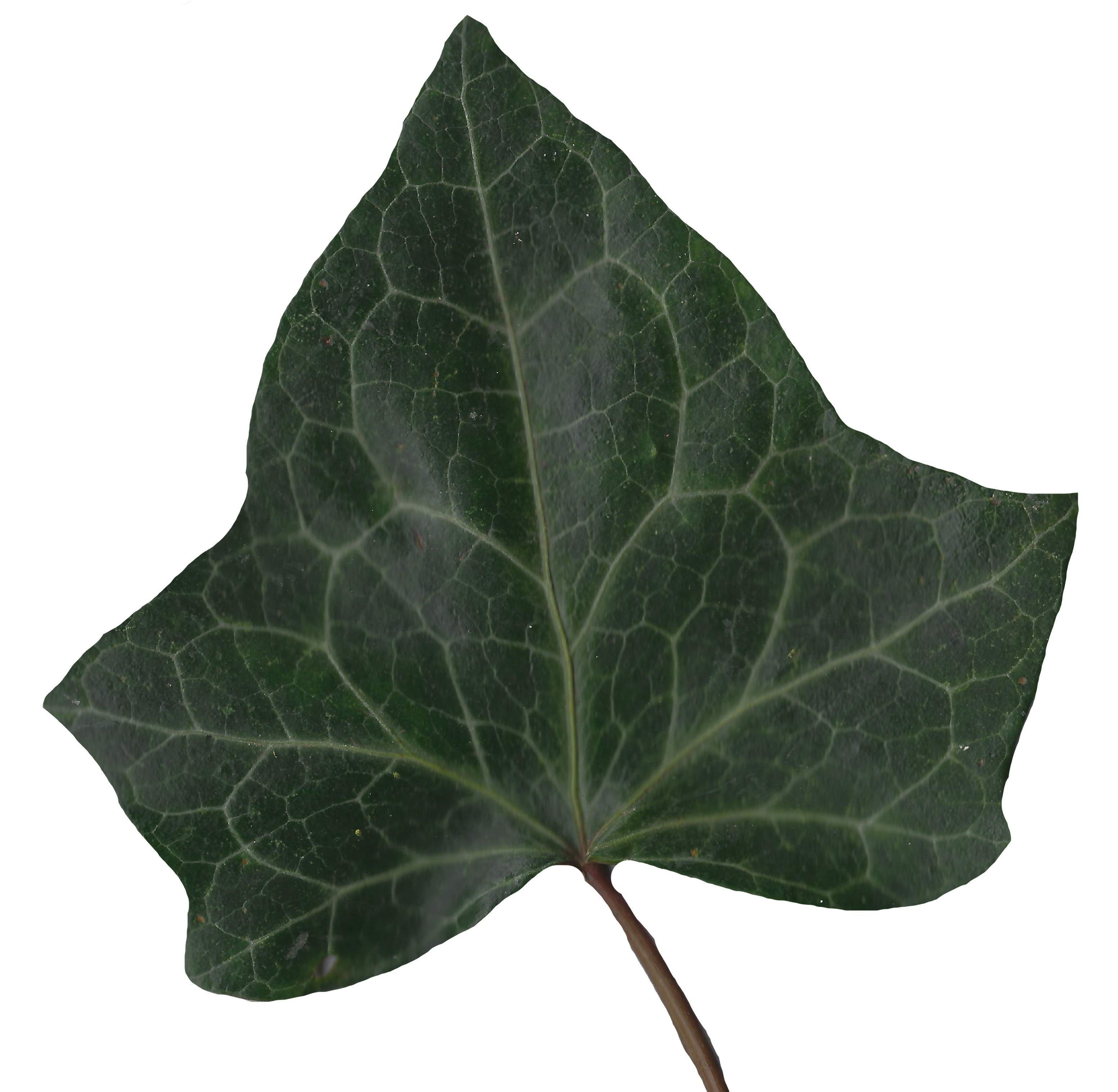 English Ivy Texture Pack - 17 Textures Texture_16