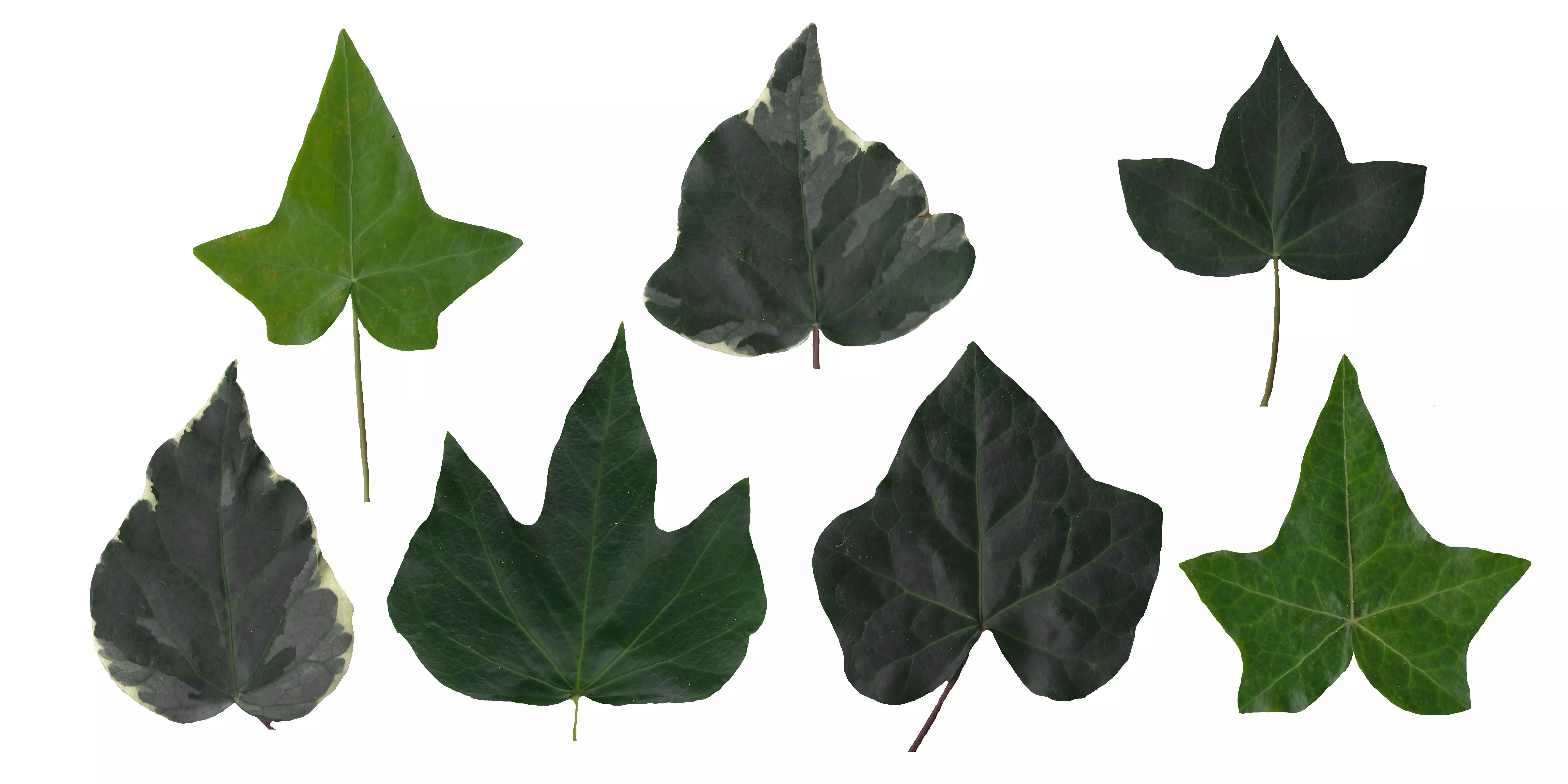 English Ivy Texture Pack - 17 Textures Texture_0