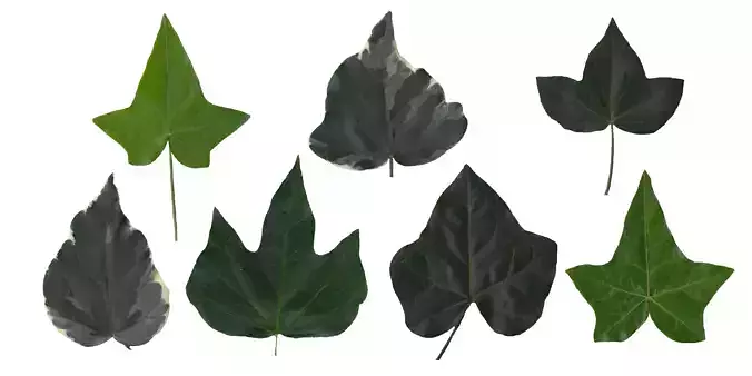 English Ivy Texture Pack - 17 Textures Texture English Ivy Texture Pack - 17 Textures Texture