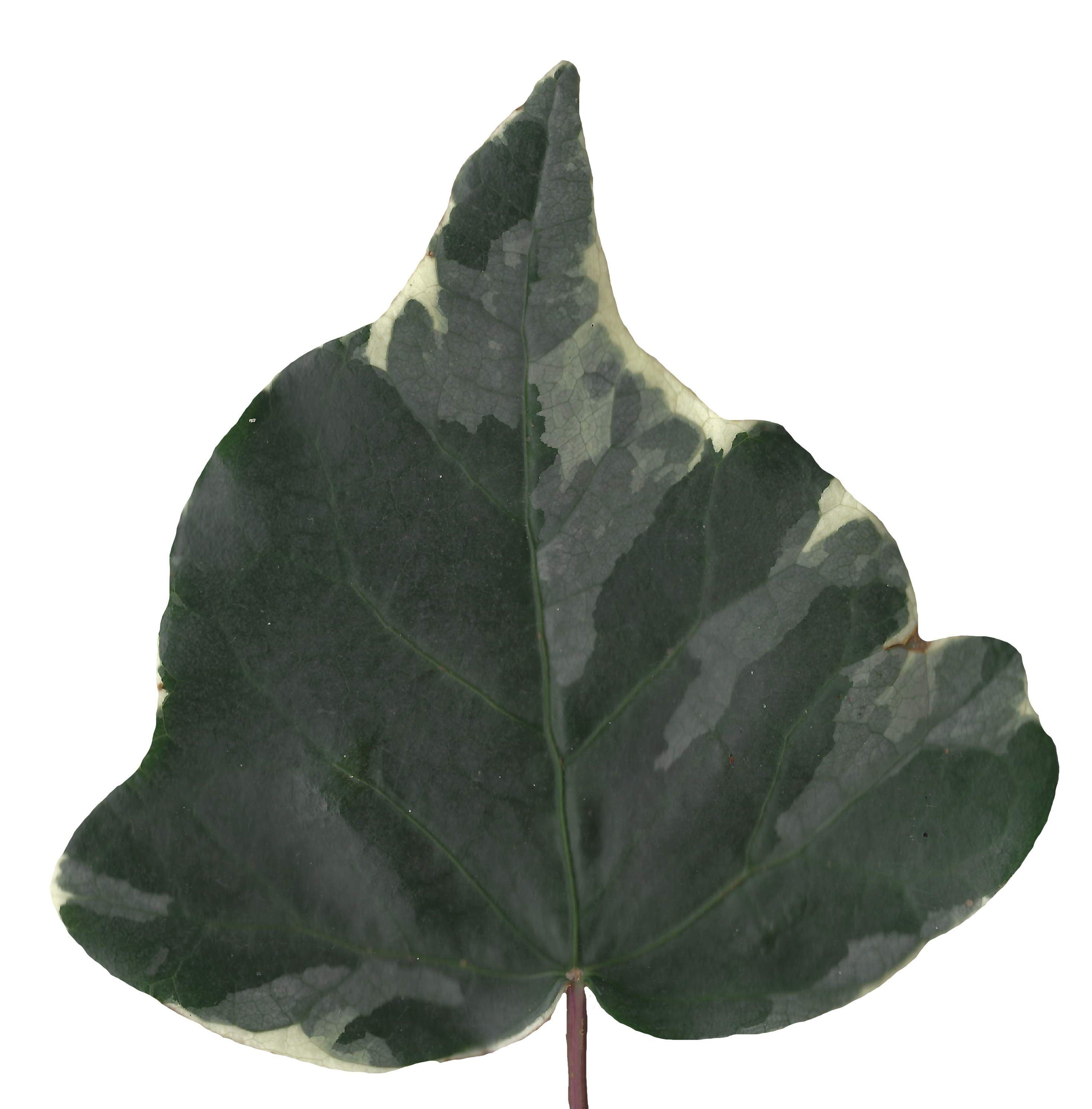 English Ivy Texture Pack - 17 Textures Texture_6