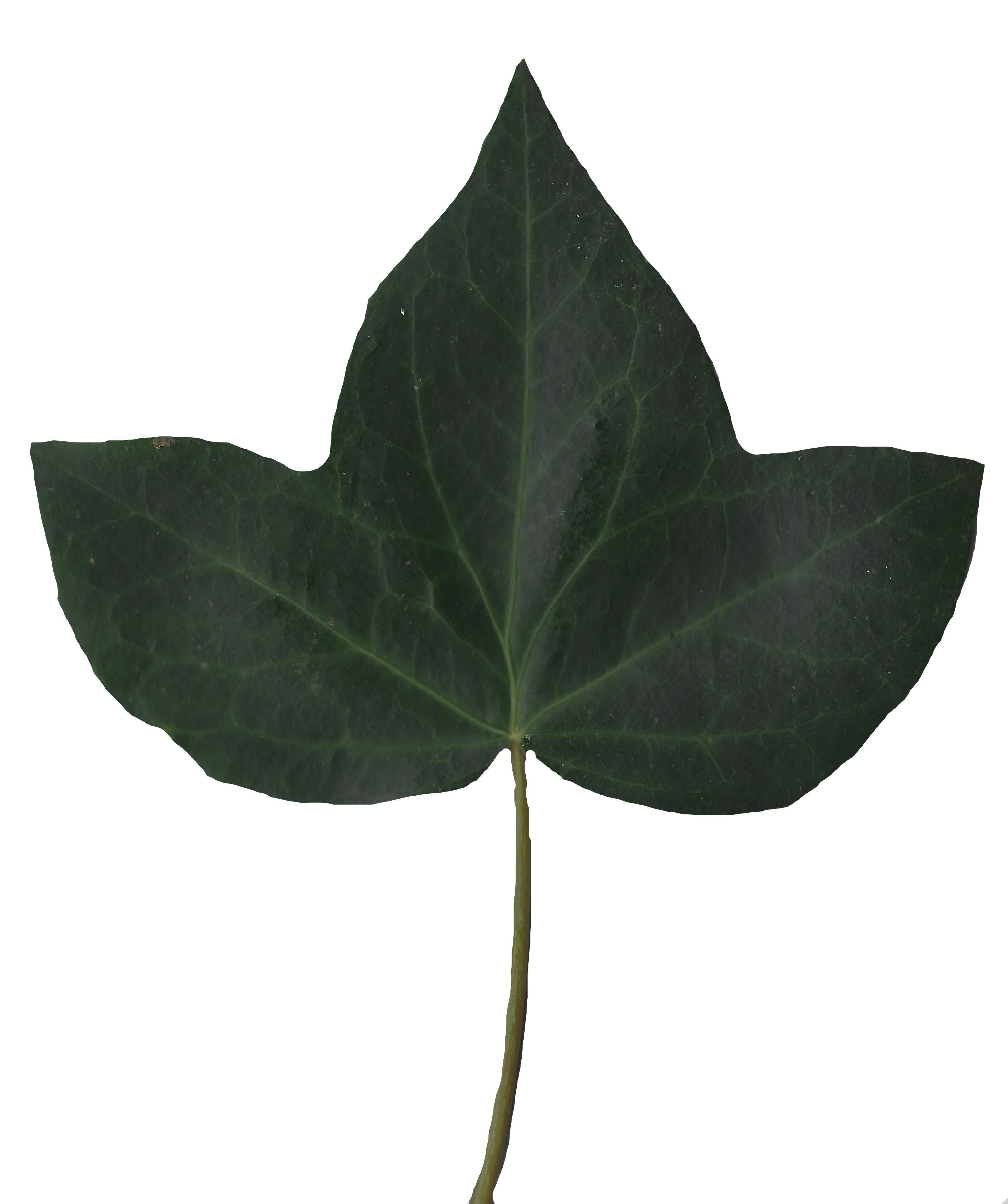 English Ivy Texture Pack - 17 Textures Texture_2