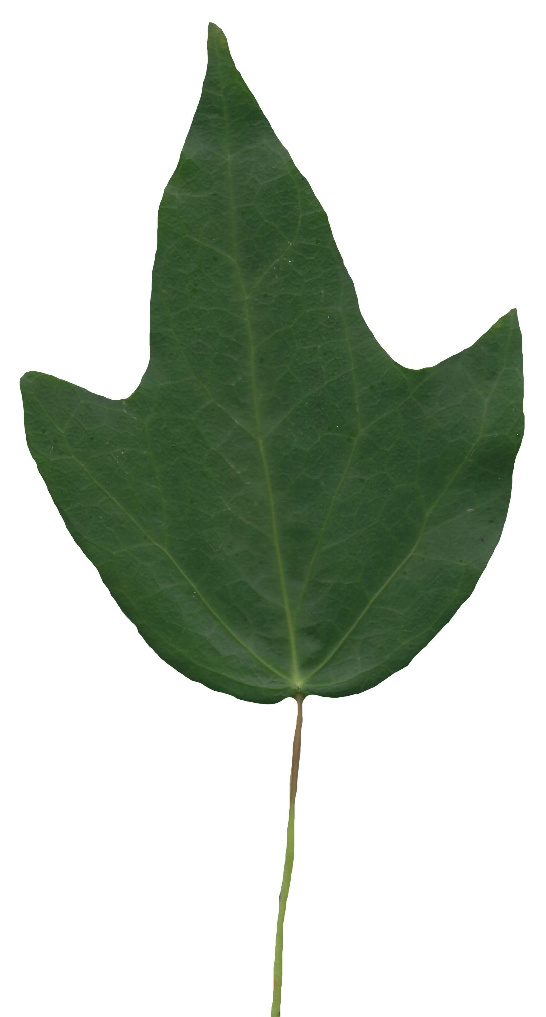English Ivy Texture Pack - 17 Textures Texture_17