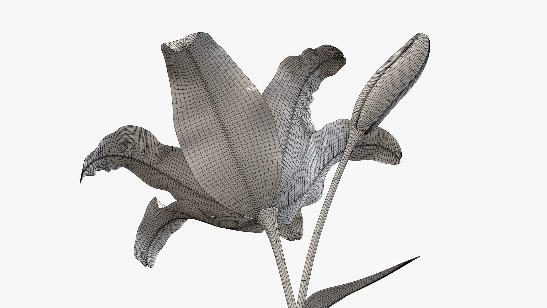 Lily flower red 01 3D model_9