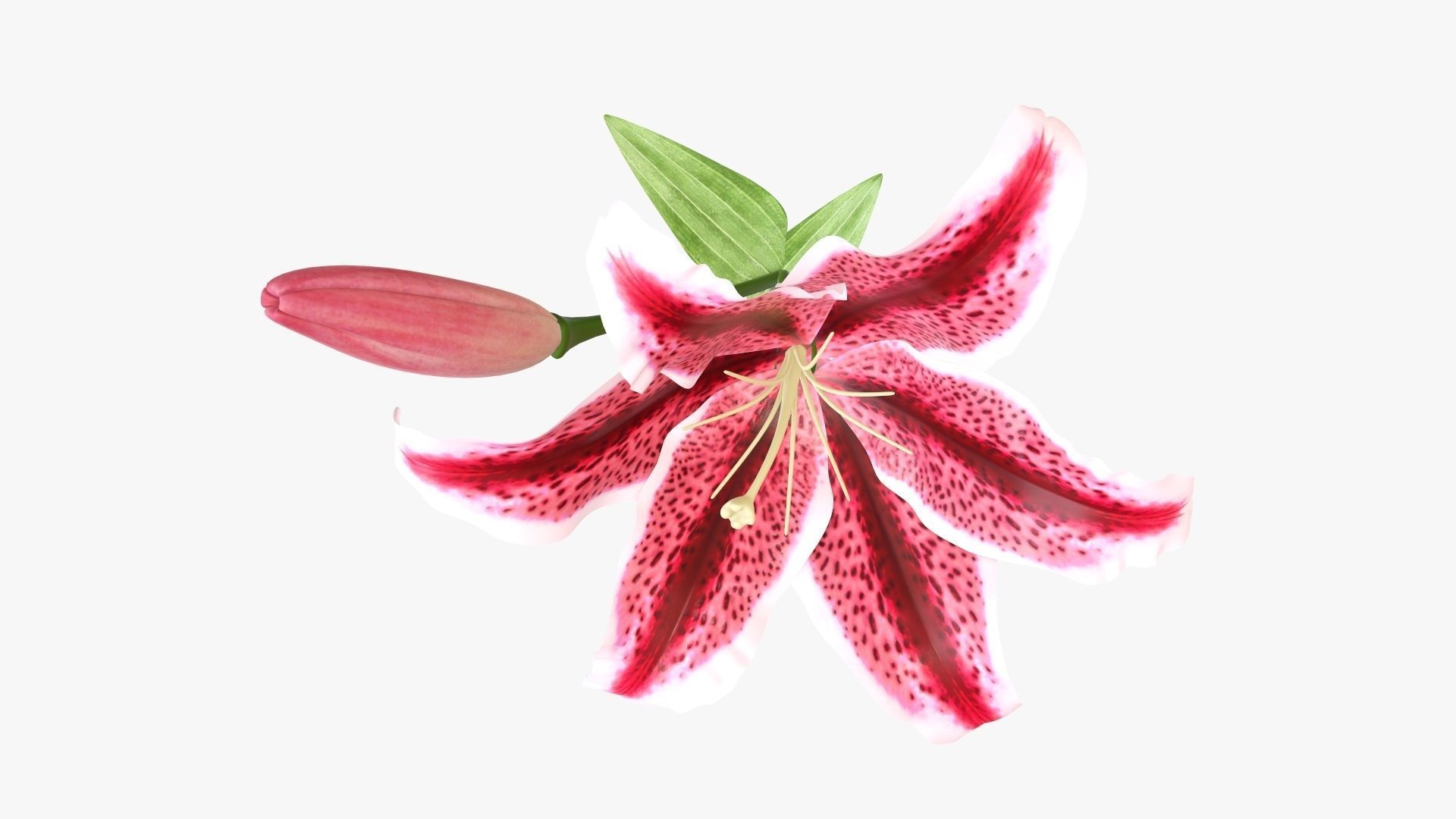 Lily flower red 01 3D model_3