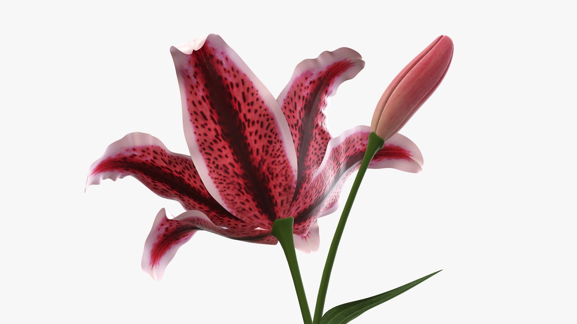 Lily flower red 01 3D model_4