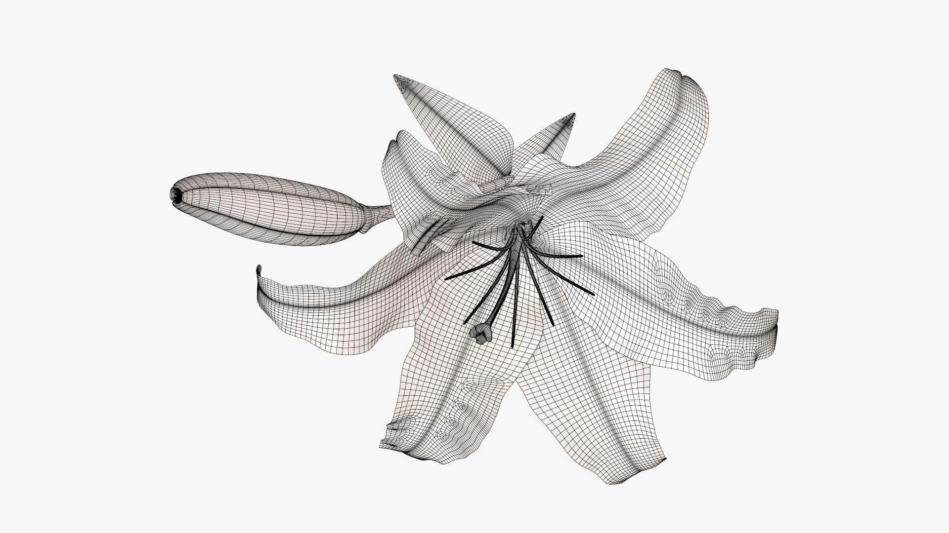 Lily flower red 01 3D model_8