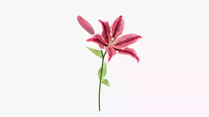 Lily flower red 01