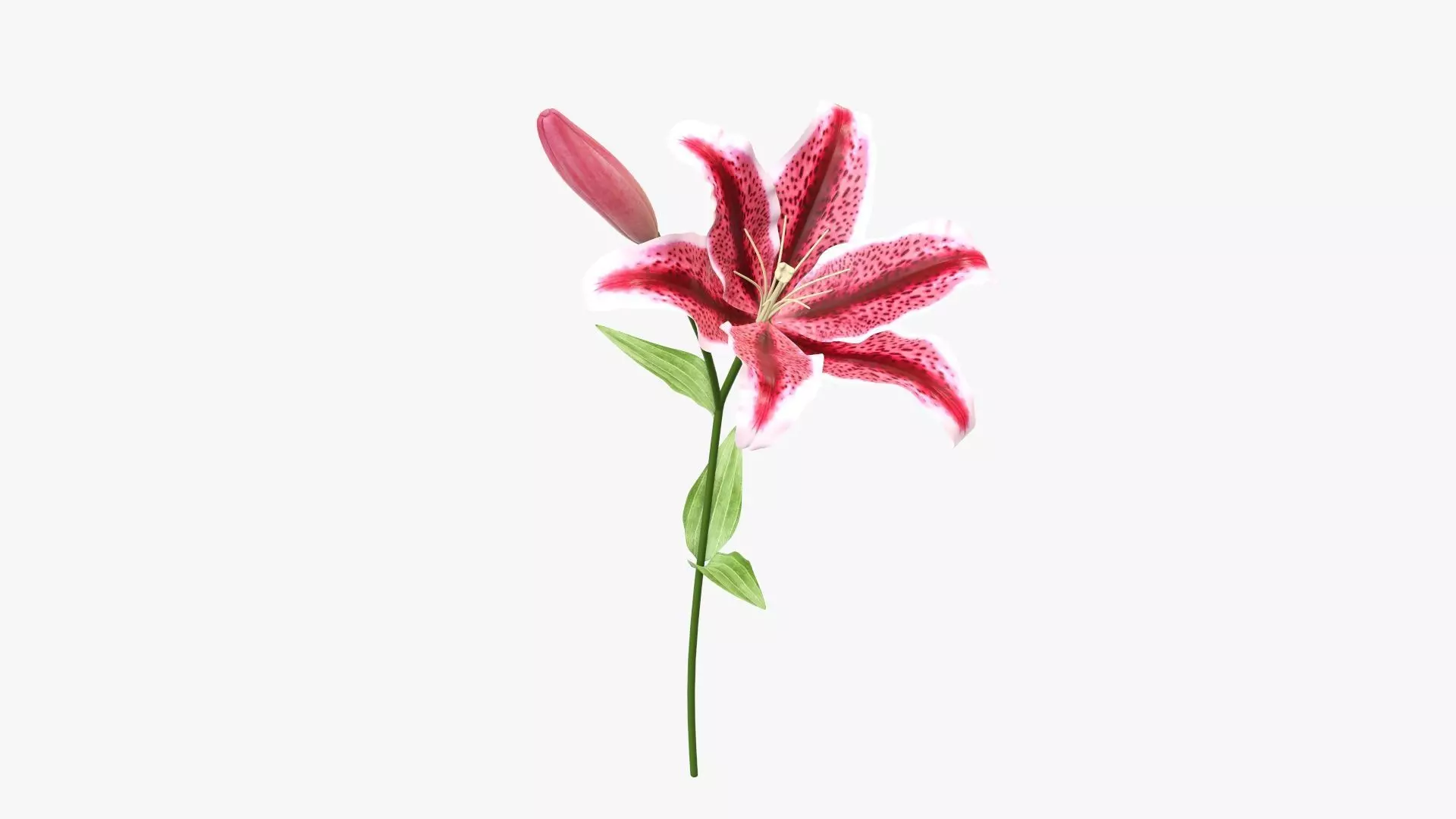 Lily flower red 01 3D model_0
