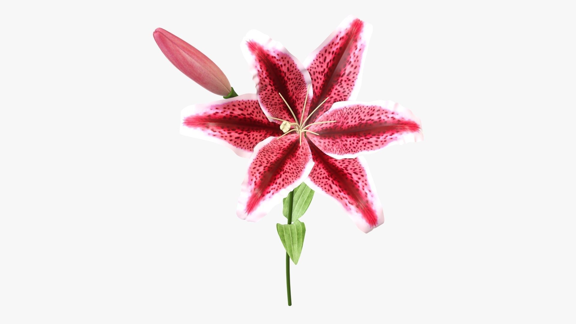 Lily flower red 01 3D model_1