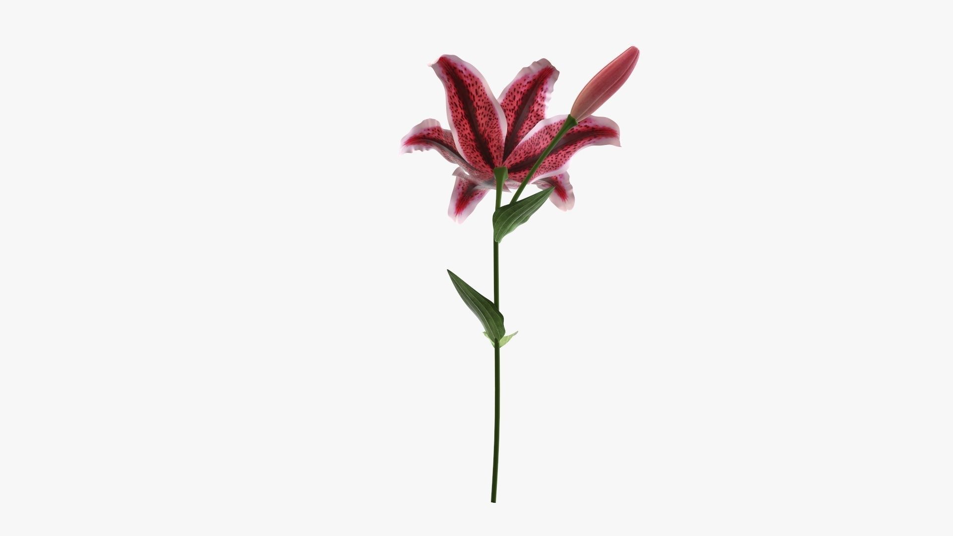 Lily flower red 01 3D model_2