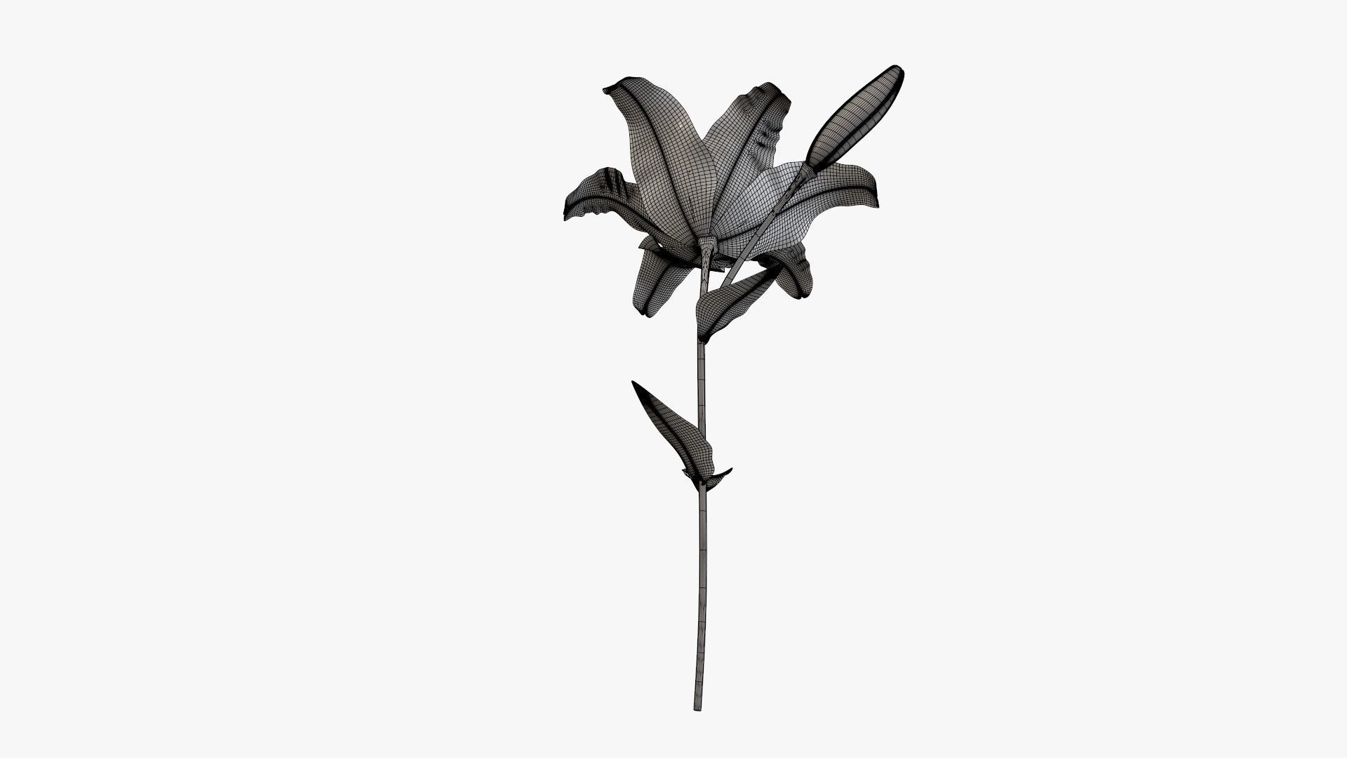 Lily flower red 01 3D model_7