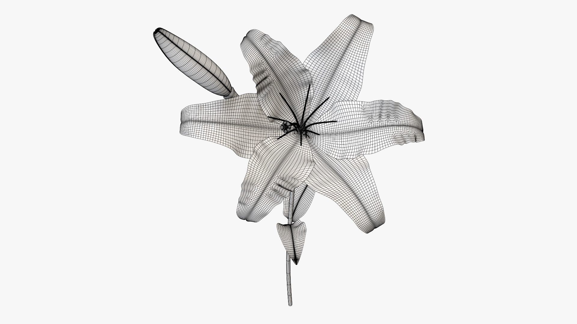 Lily flower red 01 3D model_6