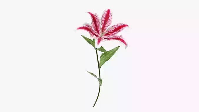 Lily flower red 02