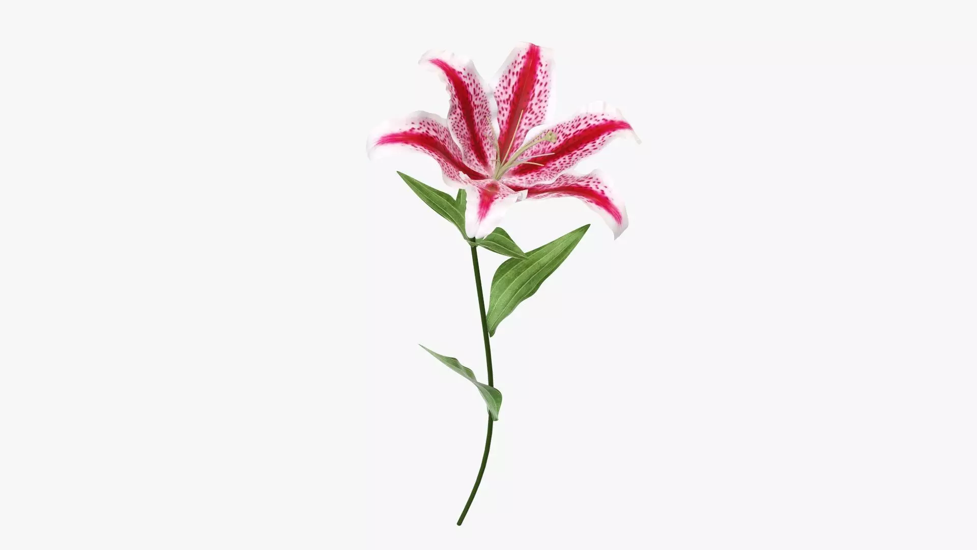 Lily flower red 02 3D model