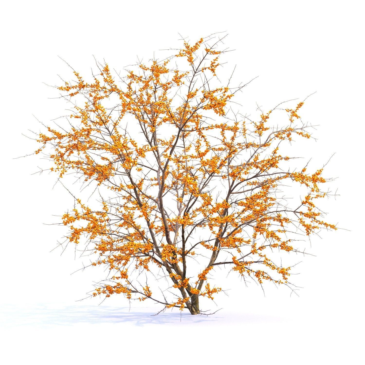 Sea buckthorn 02 3D model_4
