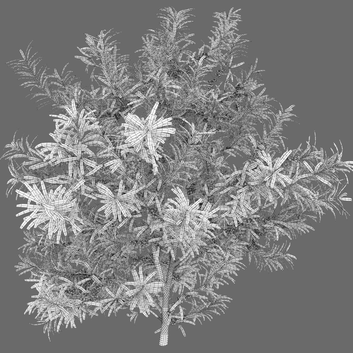 Sea buckthorn 02 3D model_5