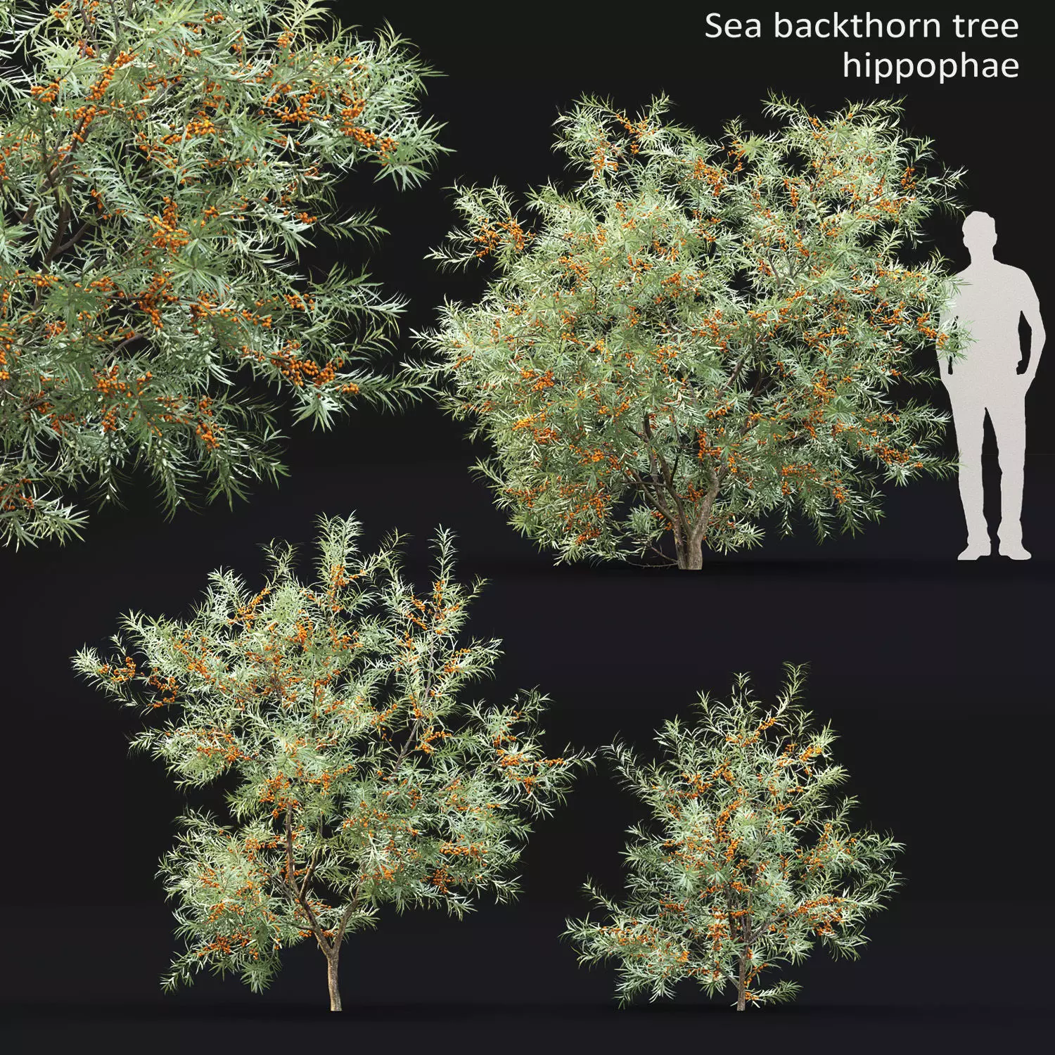 Sea buckthorn 02 3D model_0