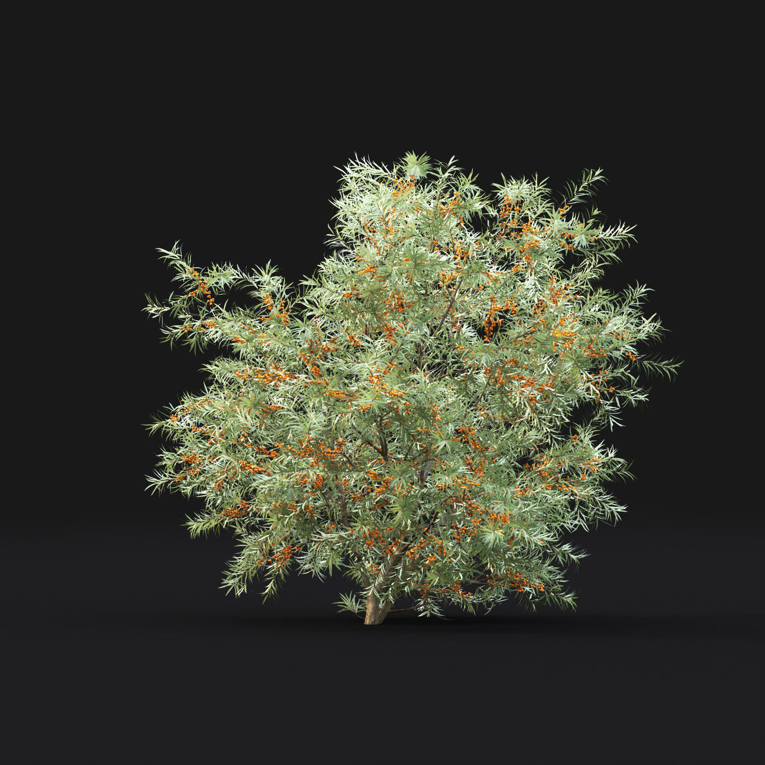 Sea buckthorn 02 3D model_1
