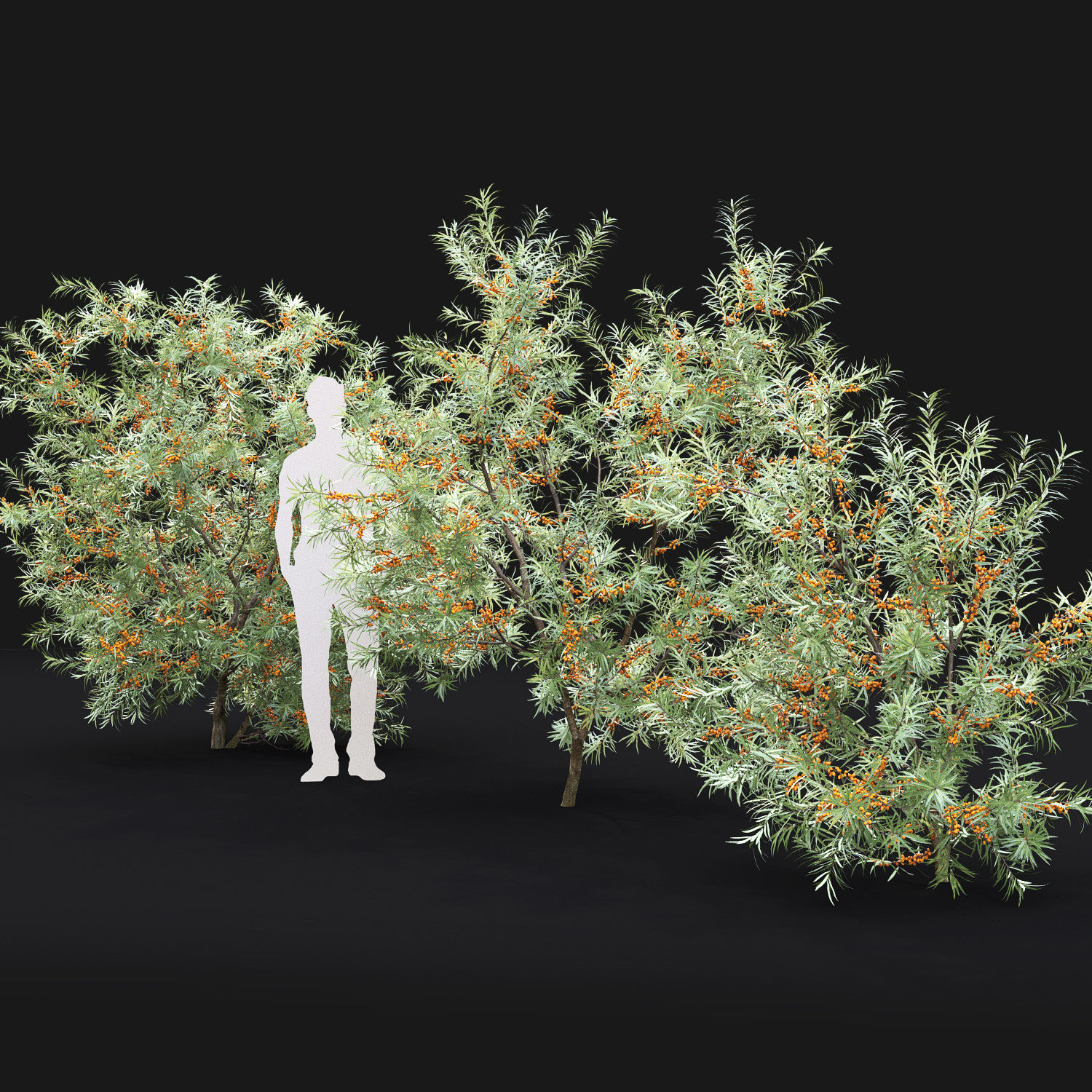 Sea buckthorn 02 3D model_3