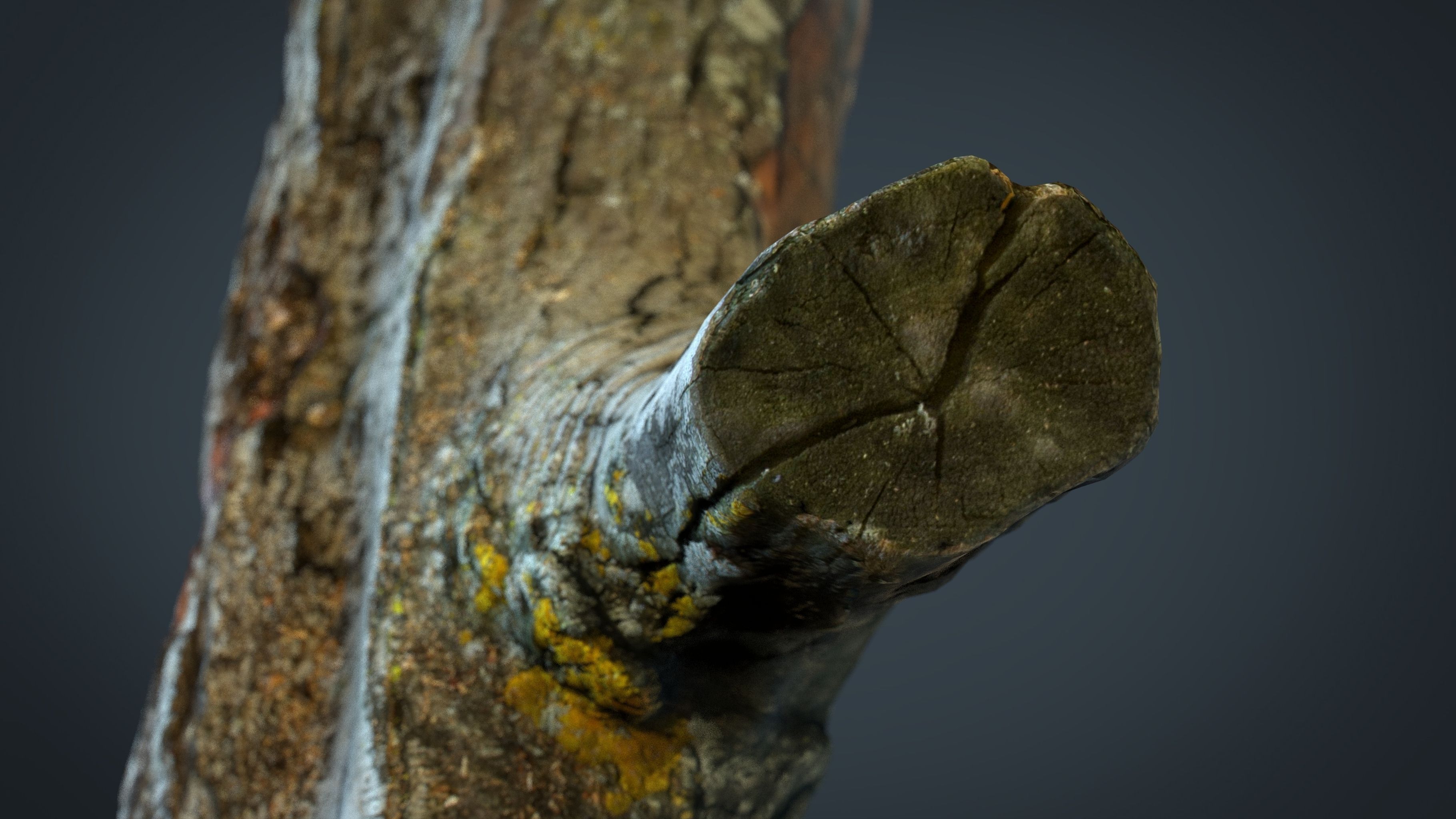 Wood Log 1 Low-poly 3D model_2