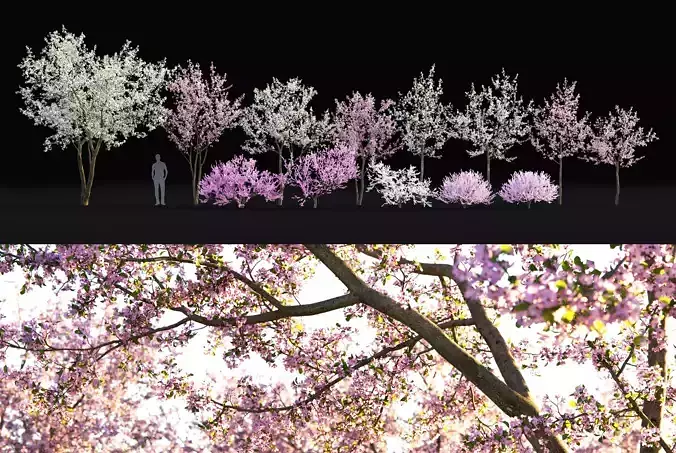 Cherry flowering Pack 01 3D model