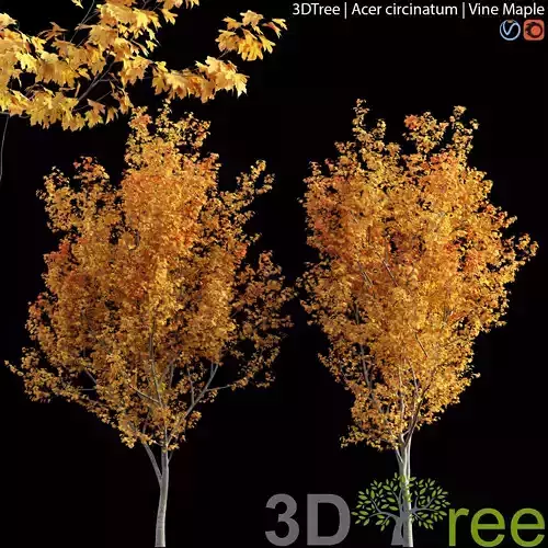 Acer circinatum -Vine Maple 04