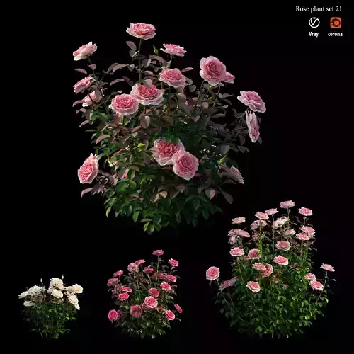 Rose plant set 21 3D model
