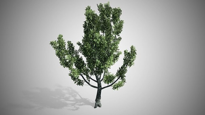 Red Oak Tree Low-poly 3D model