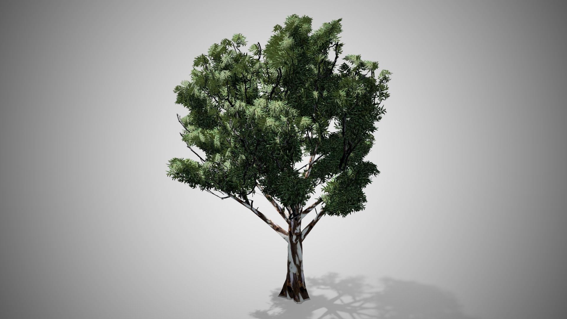 Red Gum Tree Low-poly 3D model_3
