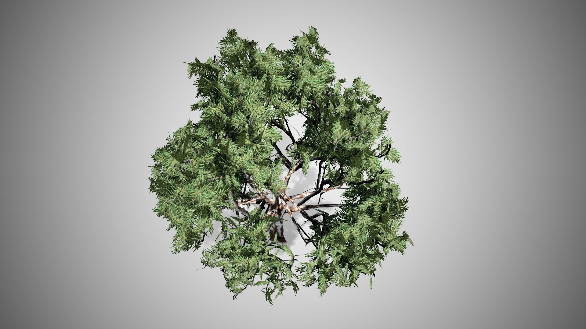 Red Gum Tree Low-poly 3D model_4