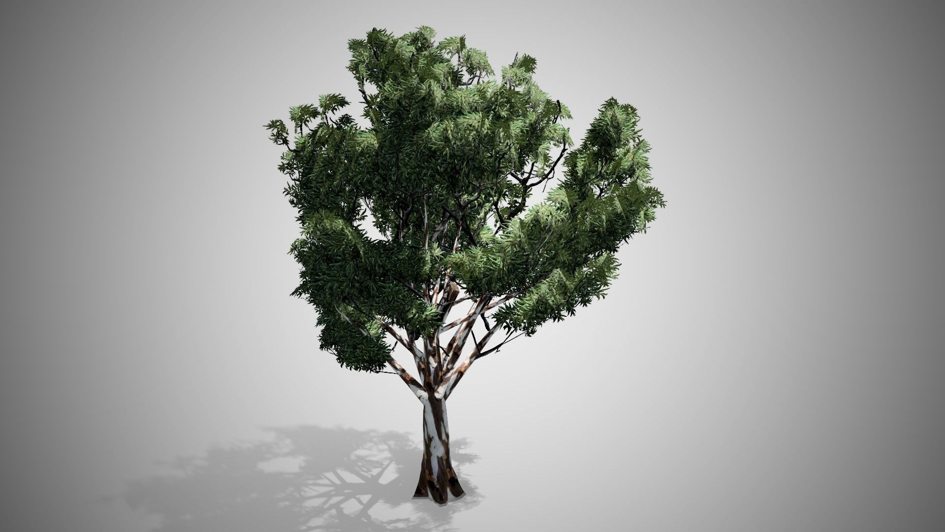 Red Gum Tree Low-poly 3D model_2