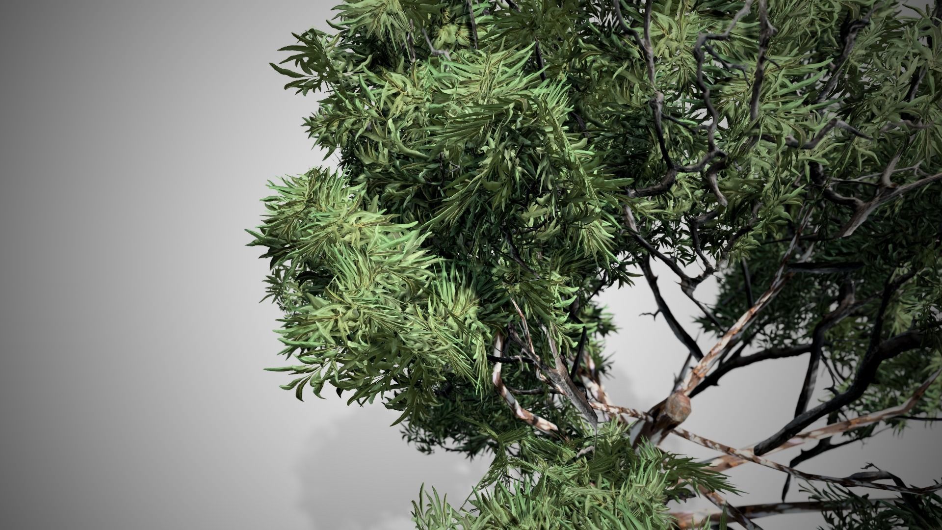 Red Gum Tree Low-poly 3D model_1