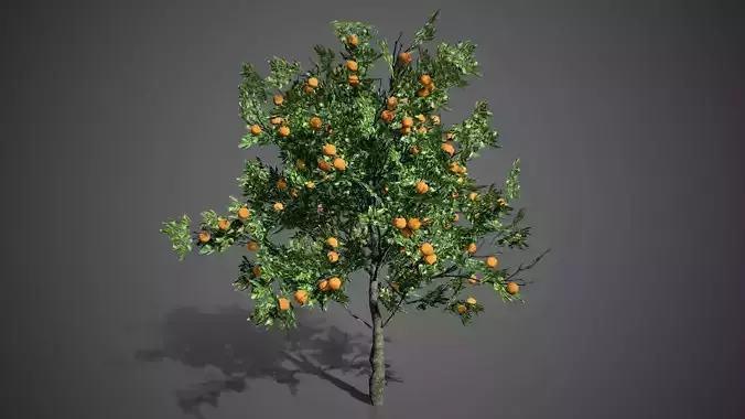 Orange Tree Fruit LODs Low-poly 3D model