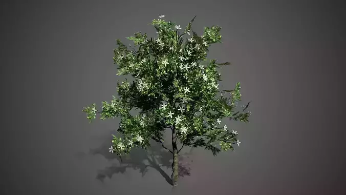 Orange Tree Flowers Spring LODs