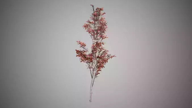 Montain Maple Fall Tree