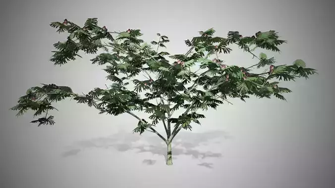 Mimosa Tree