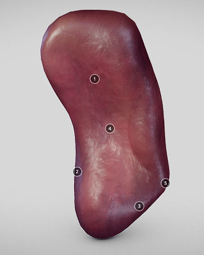 Spleen human liver with number of holes in it Low-poly 3D model