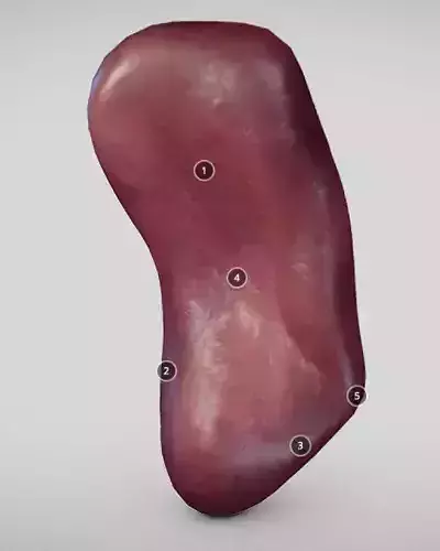 Spleen human liver with number of holes in it Low-poly 3D model