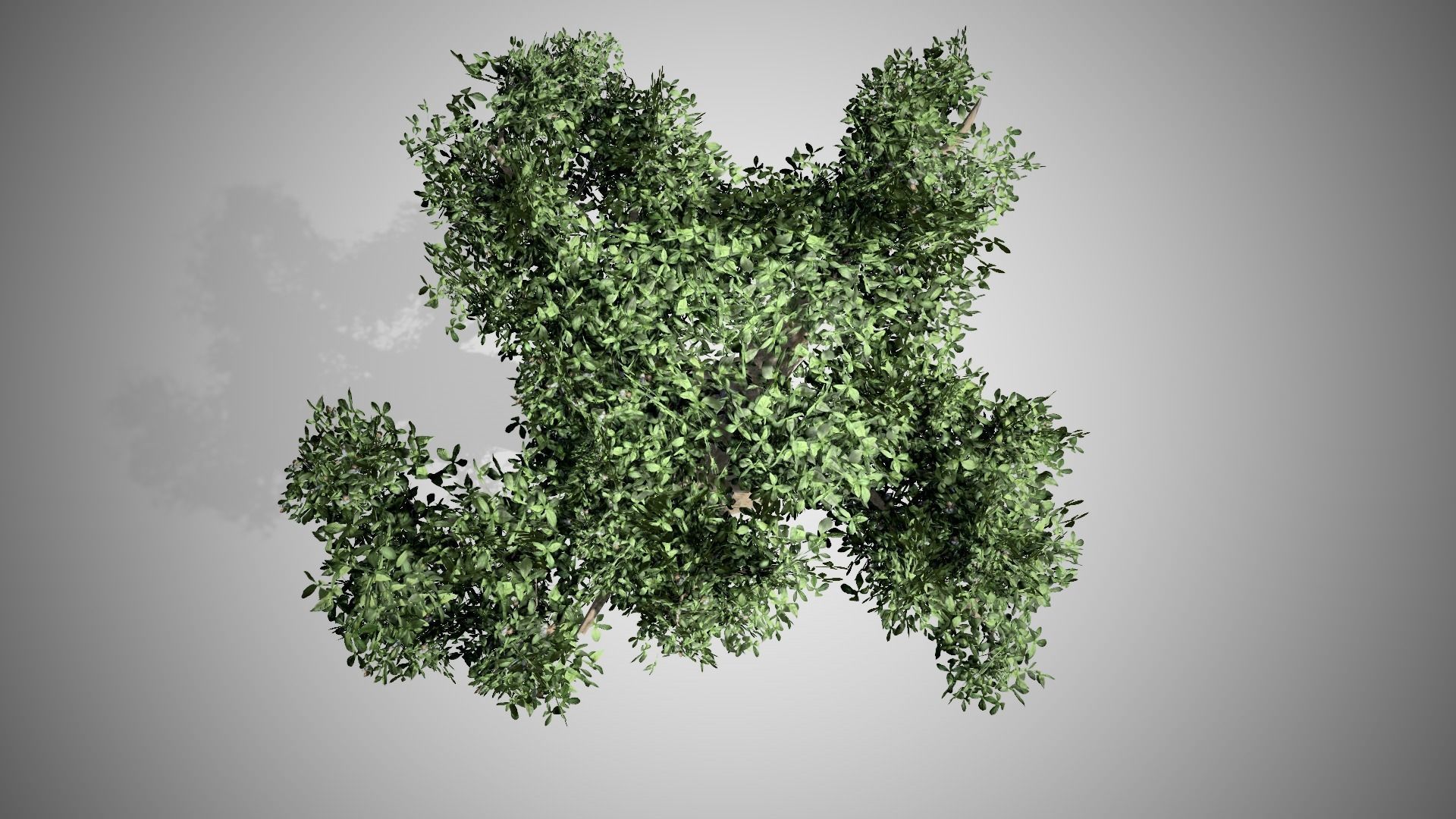 Madagascar Baobab Tree Low-poly 3D model_3