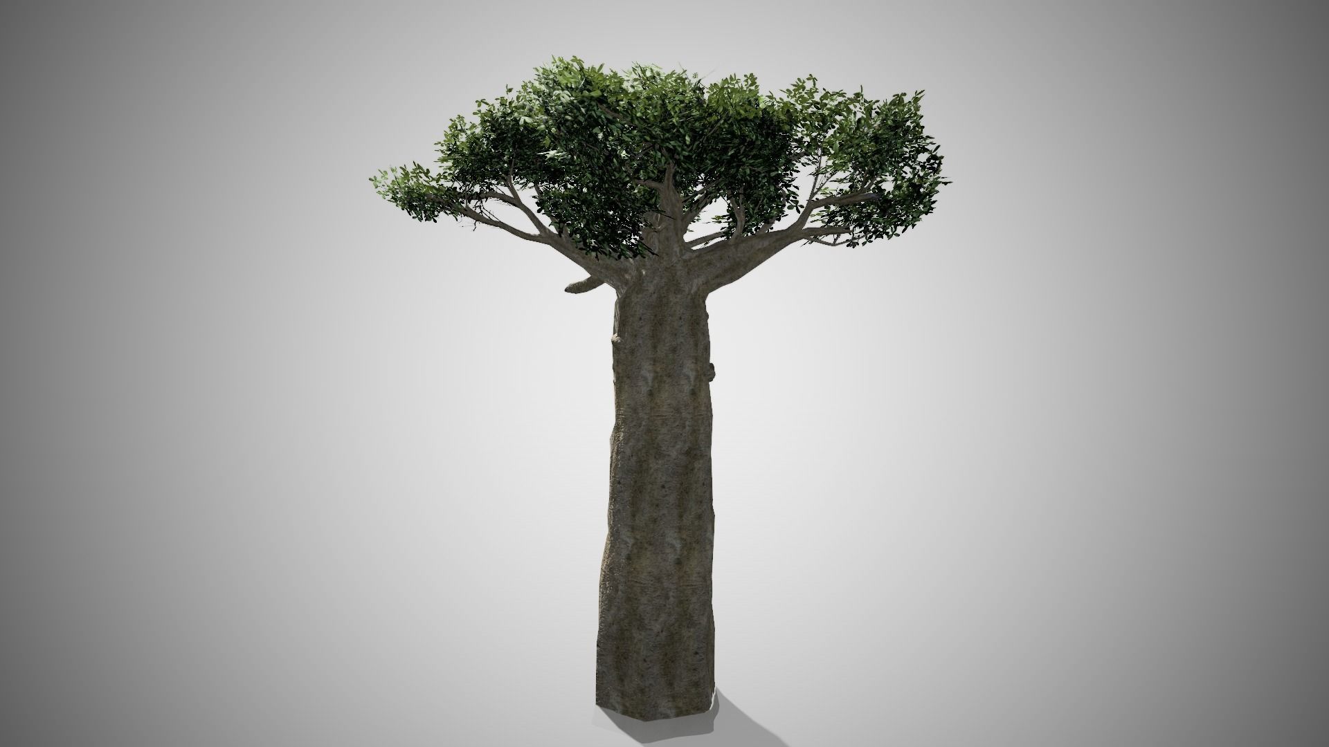 Madagascar Baobab Tree Low-poly 3D model_2