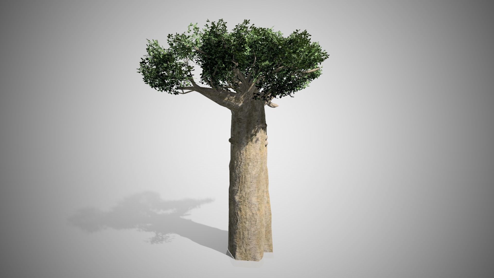 Madagascar Baobab Tree Low-poly 3D model_1